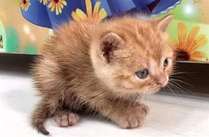 猫咪是近视眼吗 猫能看清主人的样子吗
