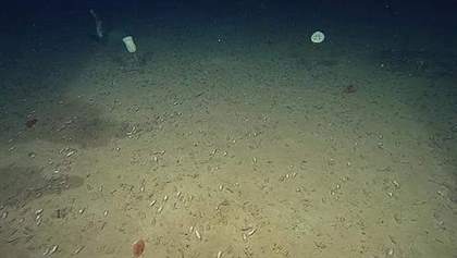 深渊带有生物存活吗？深渊生物详情解析