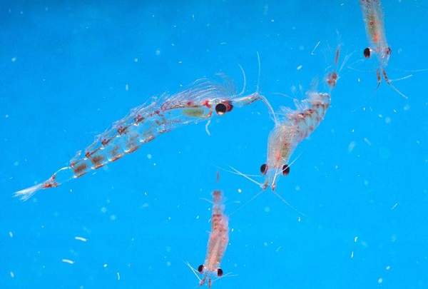 海洋中最常见密度最大的浮游动物是什么？磷虾介绍