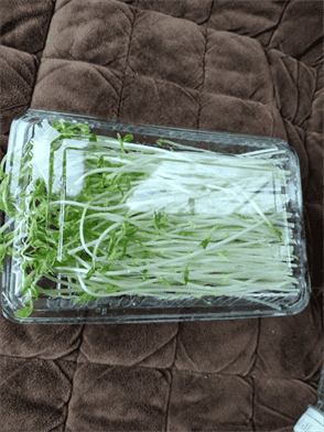 豌豆芽怎么做好吃豌豆芽煮多久才能熟