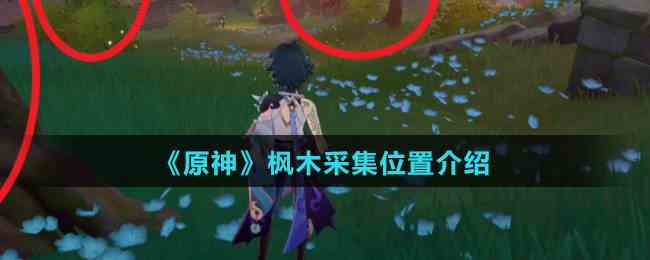 《原神》枫木采集位置介绍