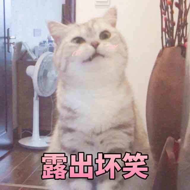 猫咪能有什么坏心眼呢是什么梗