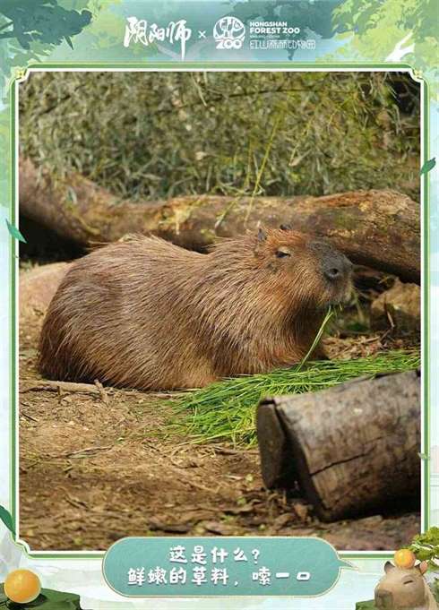 卡皮巴拉特写照片公开《阴阳师》“野生动物守护计划”正在进行中