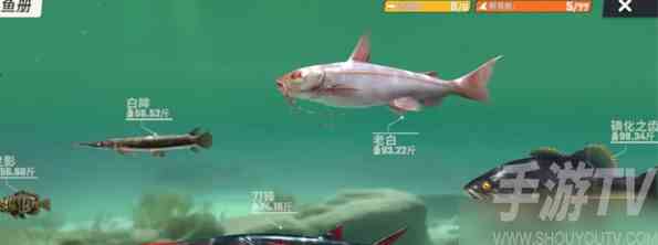 欢乐钓鱼大师全部鱼类图鉴攻略 欢乐钓鱼大师图鉴最后一条鱼长什么样 