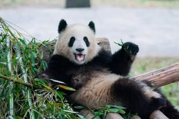 揭秘新生熊猫的神奇变化：粉红皮肤与黑白毛发的蜕变之旅