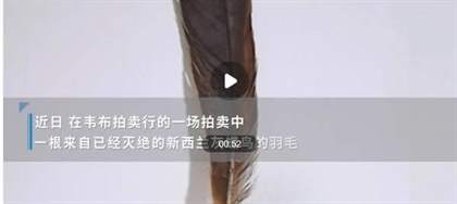 世界最昂贵的毛：价值20万的神秘珍品！