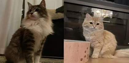 揭秘猫咪的视力之谜：猫真的能看清主人的样子吗？