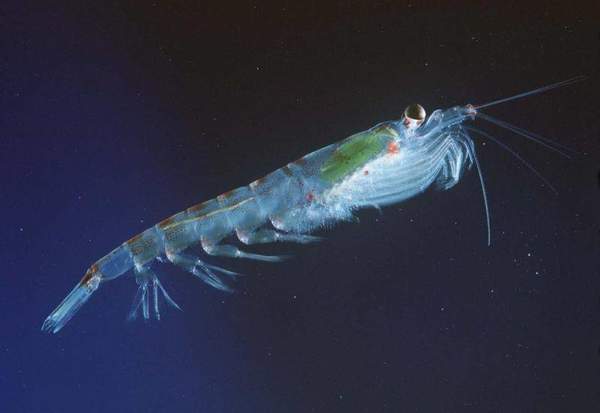 海洋生物的神秘宝藏：磷虾简介