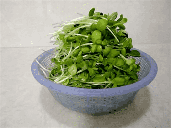 水培豌豆芽种植方法及功效作用详解