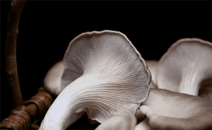 平菇长白毛能吃吗？平菇焯水必要吗？新手必看