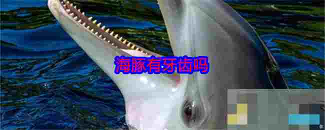 海豚有牙齿吗