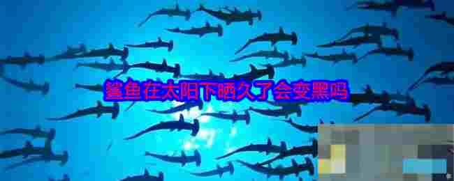 鲨鱼在太阳下晒久了会变黑吗