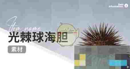 《开放空间》赶海收集物出现时间