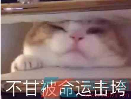 躺平式追星梗的意思介绍