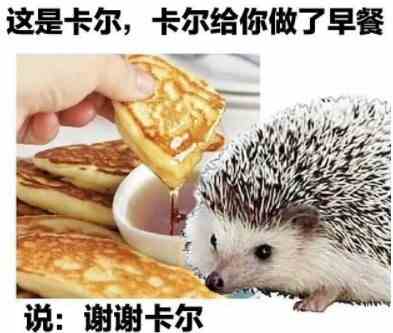 《抖音》小卡尔刺猬表情包大全