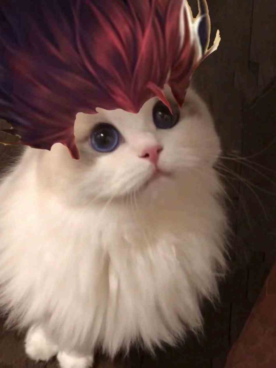 《王者荣耀》猫咪五虎将系列接头头像大全