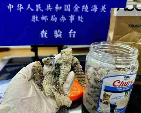 南京海关截获非法入境生腌响尾蛇1.2公斤