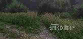 天国拯救2卷心菜贼位置与任务奖励完整方法