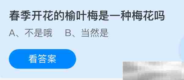 春季榆叶梅开花是否梅花的一种分类