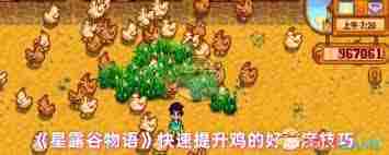 星露谷物语高效增进鸡好感度攻略