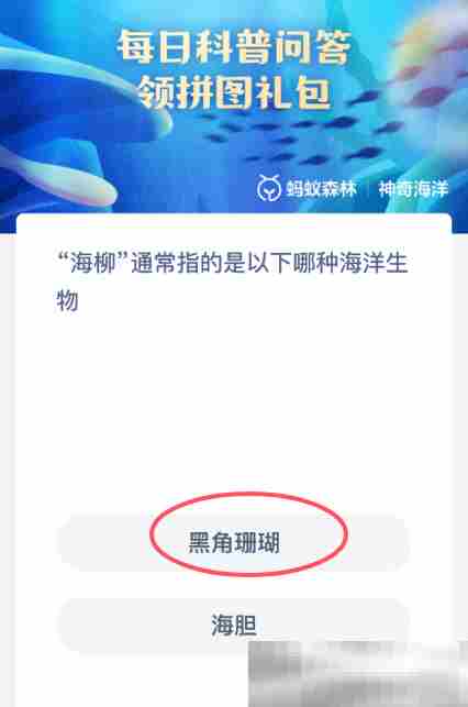 海柳通常指的是以下哪种海洋生物