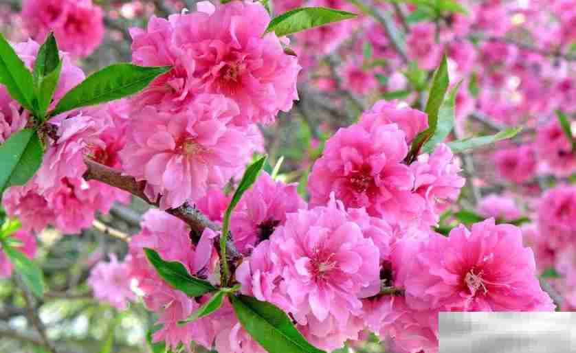 春季开花的榆叶梅是一种梅花吗