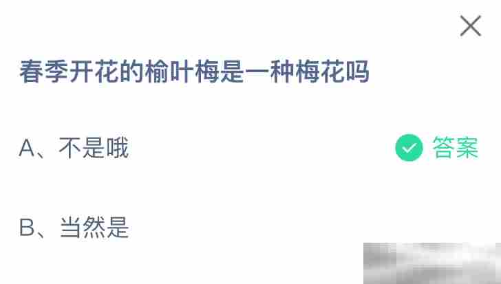春季开花的榆叶梅是一种梅花吗